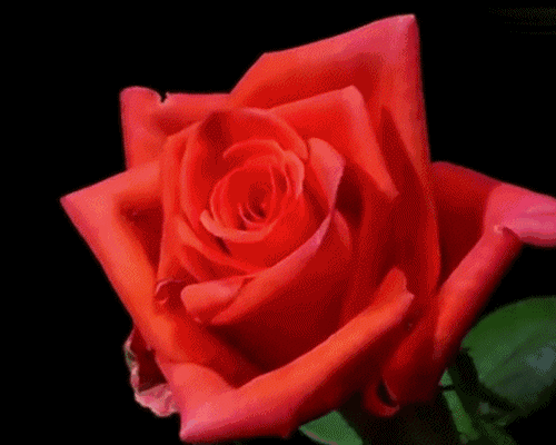 images/2/2021/12/hFm7y01R08ma62dyEE2EF75d8991A2.gif