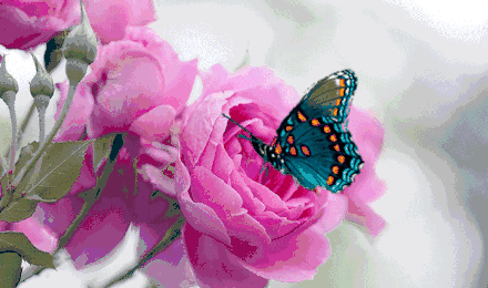 images/2/2022/04/lp5H4lfL4ahJWm4ZLwA4aw4lAH1HJh.gif