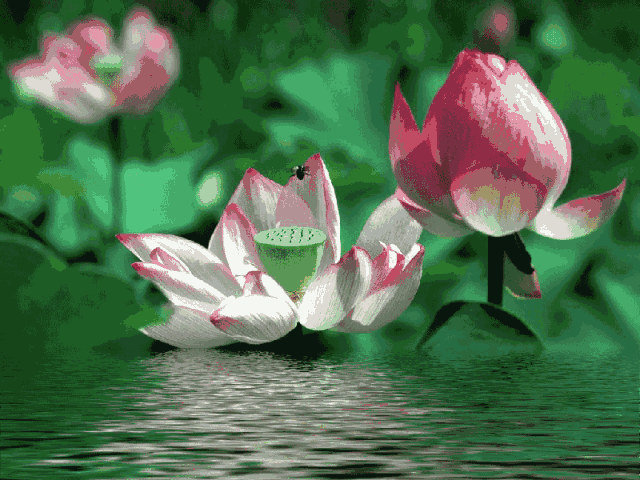 images/2/2022/06/U6RyMD65azz36Yt9lE739rhA9Y7669.gif
