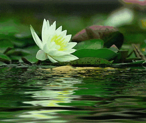 images/2/2022/06/bU8uU6ux8kkl6Xx6zYdO6x6Ydn6SeD.gif