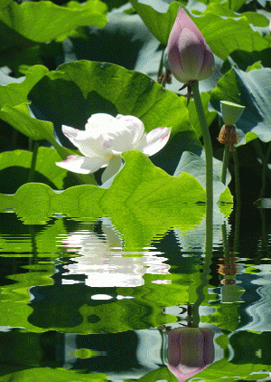 images/2/2022/06/ibF9c2v3xqU3b9a9DbU3OrBOd9ZlzU.gif
