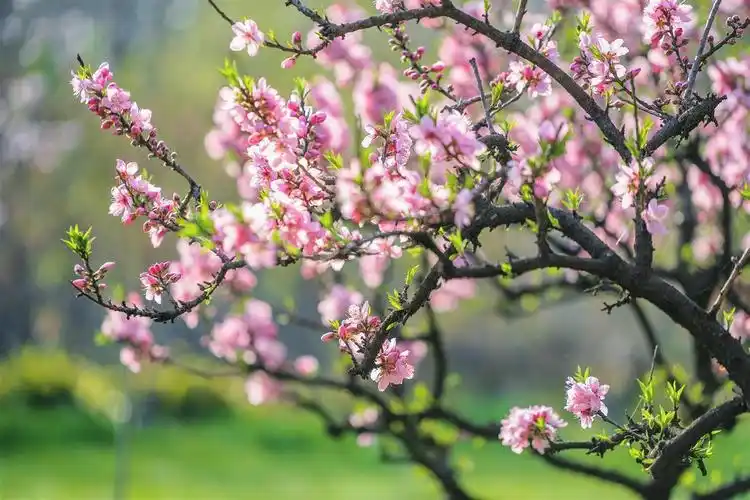 images/2/2025/02/bD9F92Tt6xZIar3Iefir9ty22FX9P9.webp