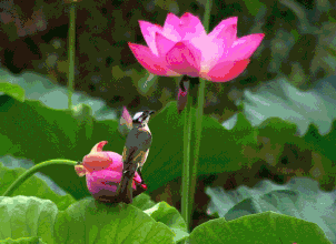 images/2/2025/06/s5GJK3OuKKzmhvs63OsV6h1uRh3MJ6.gif